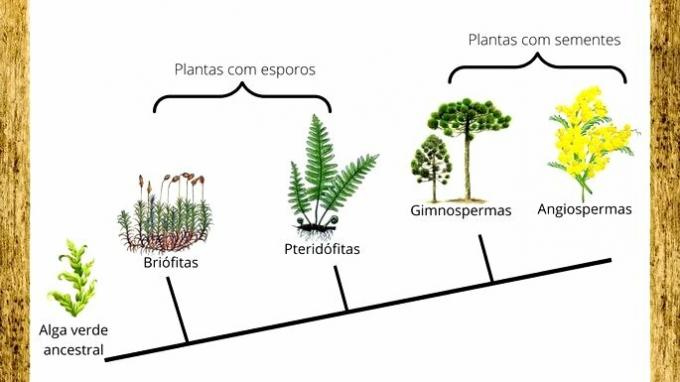 evolúcia rastlín