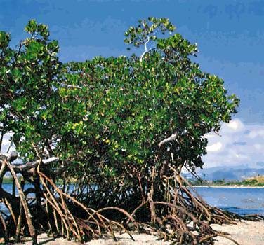 Mangrover i Brasil. Aspekter relatert til mangrover i Brasil