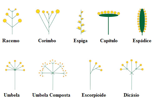 Legg merke til illustrasjonen av forskjellige typer blomsterstander
