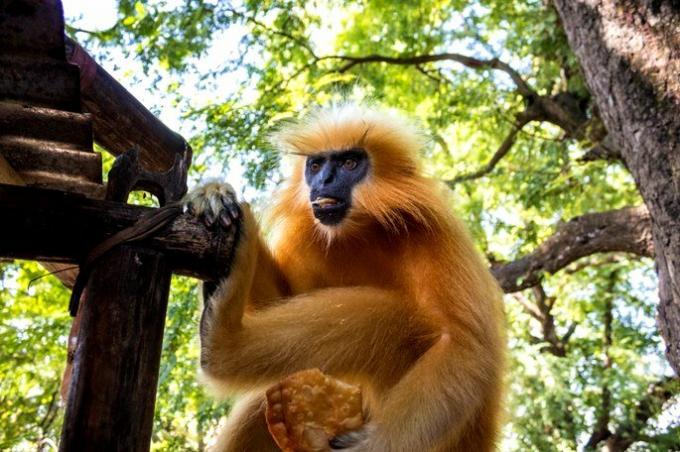 Golden Langur