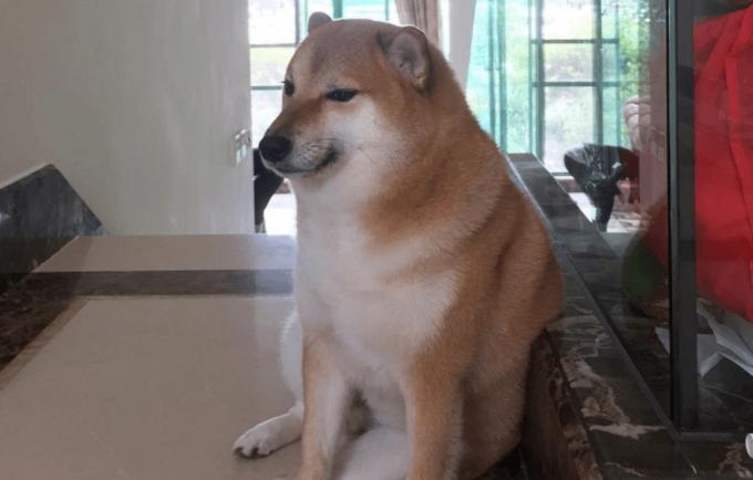 Balltze, šuo, tapęs vienu garsiausių interneto memų, miršta