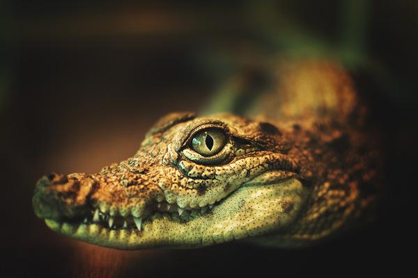 Krokodile sind Tiere mit einem extrem starken Kiefer.