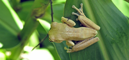 Tree frogs are distinguished by the adhesive discs present on their fingers