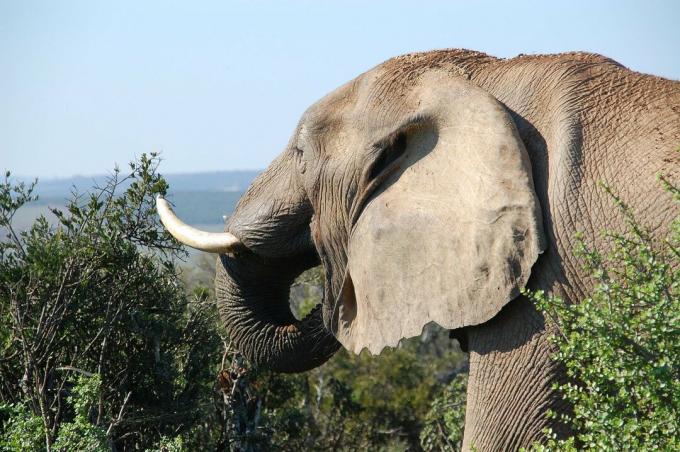 Самые большие животные в мире - африканский слон