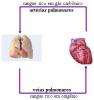 Cardiovascular system. Previously called the circulatory system