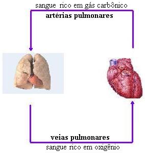 Kardiovaskulære system. Tidligere kaldet kredsløbssystemet