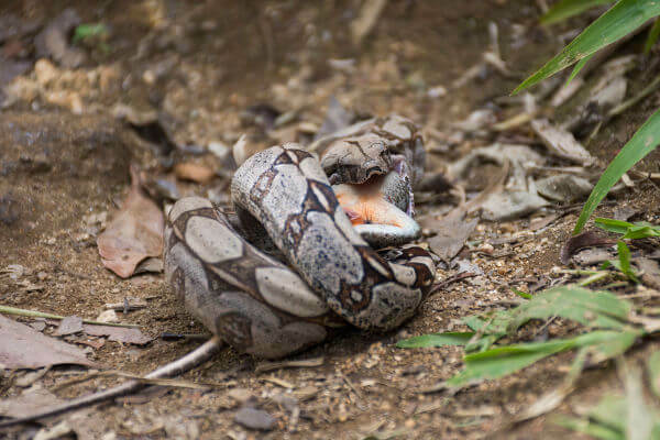 The boa constrictor is a carnivorous animal that kills its prey by compressing their bodies.