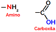 Carboxyl and amino functional groups