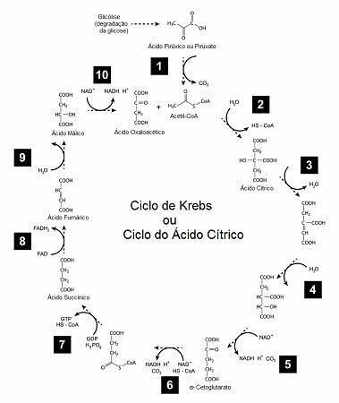 Krebs Cycle Stages