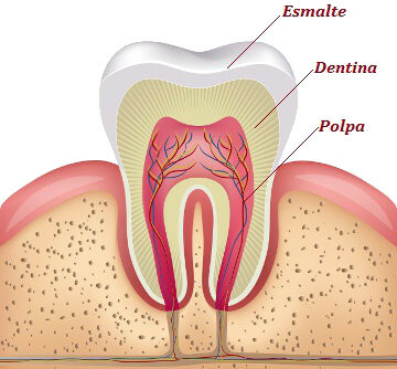 Tænder. Tændernes egenskaber og funktioner