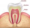 Зуби. Карактеристике и функције зуба