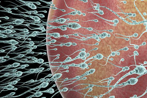  Sexual reproduction promotes variability by combining alleles in different ways.