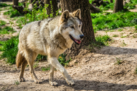 Lupul cenușiu a fost cea mai răspândită specie de mamifer din lume. 