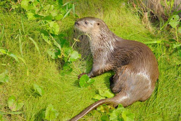 Otters are animals with elongated bodies and brown fur.