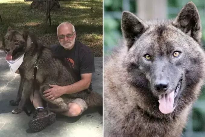 Wolfdog Breeding: Ο ιδιοκτήτης μοιράζεται τη γνώση πριν από τη διασταύρωση φυλών
