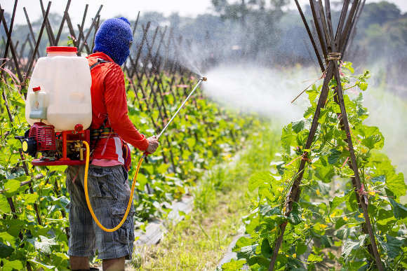 The control and elimination of pests through the use of chemical pesticides is common in intensive agriculture