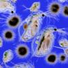 Betekenis van plankton (wat het is, concept en definitie)