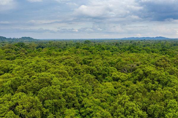 Skove: hvad de er, typer, i Brasilien, i verden