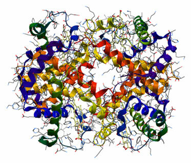 Τεταρτοταγή δομή της πρωτεΐνης αιμοσφαιρίνης