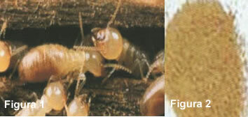 Obrázok 1: termity. Obrázok 2: Prášok pozostávajúci z výkalov termitov