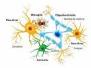 Nervengewebe: Histologie, Funktion, Zellen