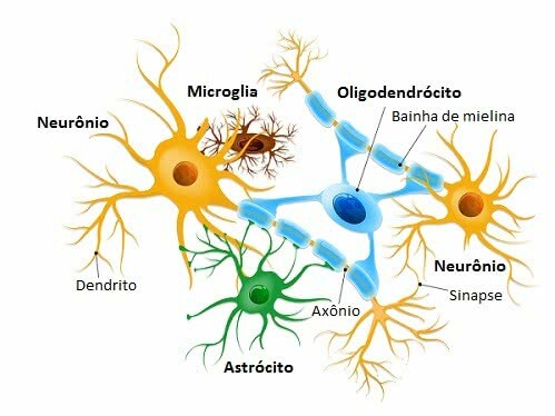 Nervevev: histologi, funksjon, celler