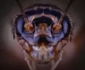 Животный мир: увидеть лица 7 насекомых через объектив микроскопа