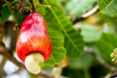 Wat is pseudofruit?
