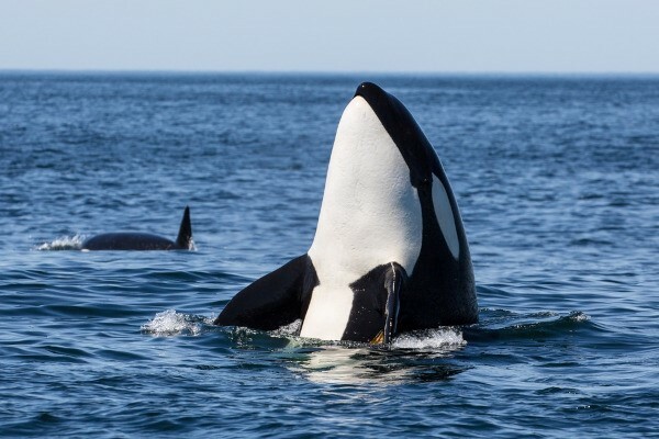 Despite the title of killer whale, the orca is not a true whale.