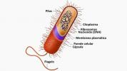 Rozdíly mezi prokaryotickými a eukaryotickými buňkami