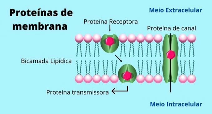 Proteinele membranei
