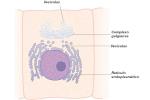 Endoplasmatisk retikulum: koncept og funktioner
