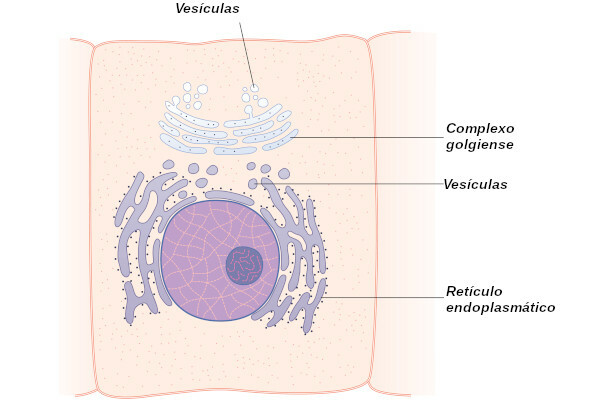 Endoplasmic reticulum: concept and functions