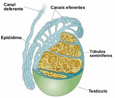 Figure illustrating the inside of the testicles