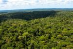 Forêt équatoriale: localisation et caractéristiques
