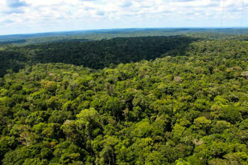 Ekvatorialskog: beliggenhet og egenskaper