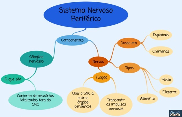 Sistemul nervos periferic: rezumat, funcție și diviziuni