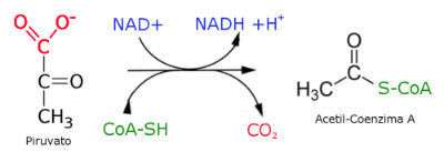 Acetyl-CoA-vormingsreactie