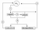 Ejercicios sobre el ciclo del carbono