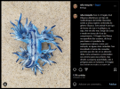 Επιστημονική επανεμφάνιση: Μπλε δράκος ξαναβλέπεται μετά από 300 χρόνια