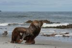 Морской лев: общие аспекты, южный морской лев