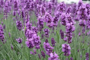 The lavender flower contains ketone in its composition.