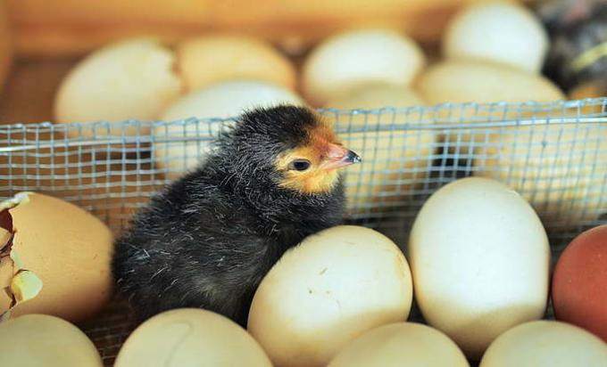 oviparous chick eggs