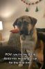 וידאו: תגובתו של הכלב ההרוס למציאת חתול, אחיו החדש, הופכת לוויראלית