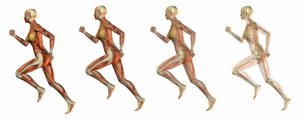 Knochen und Muskeln arbeiten zusammen und sorgen für unsere Fortbewegung.