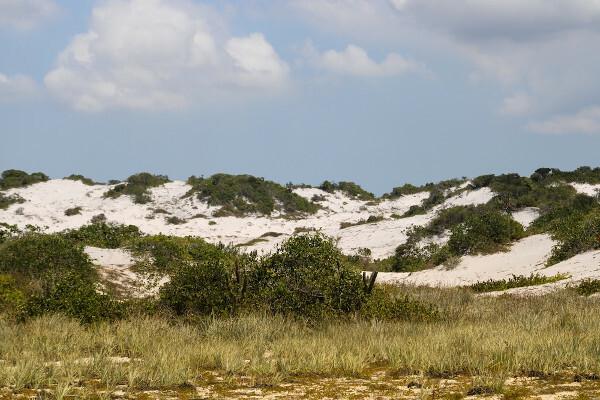 A coastal restinga environment in Stella Maris, Bahia, as a representation of the vegetation of this ecosystem.