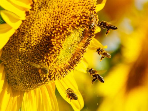 Bijen krijgen stuifmeel van een zonnebloembloem.