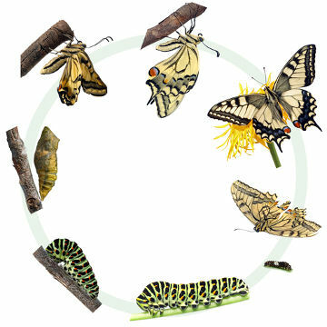 De vlinder ondergaat tijdens zijn ontwikkeling een complete metamorfose