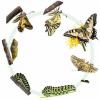 Hva er ametabolske og metabolske insekter?