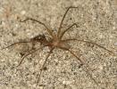 갈색 거미: 독, 특성, 사고